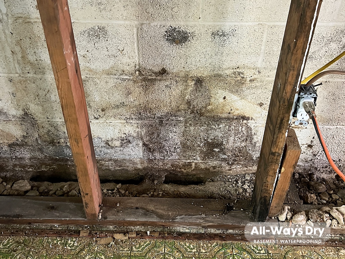 If you see mold and rot in your basement, call All-Ways Dry today